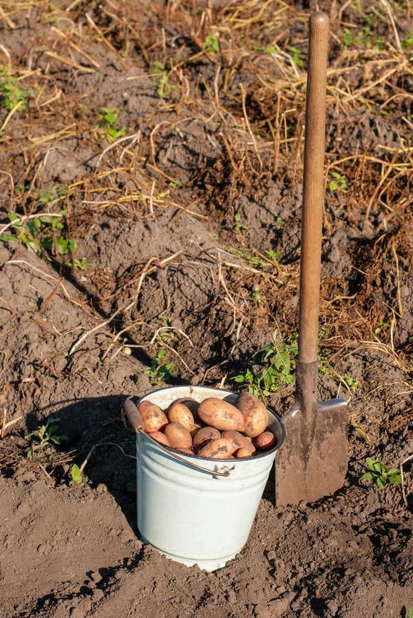 Matériel de jardinage : quel type de bêche choisir ?